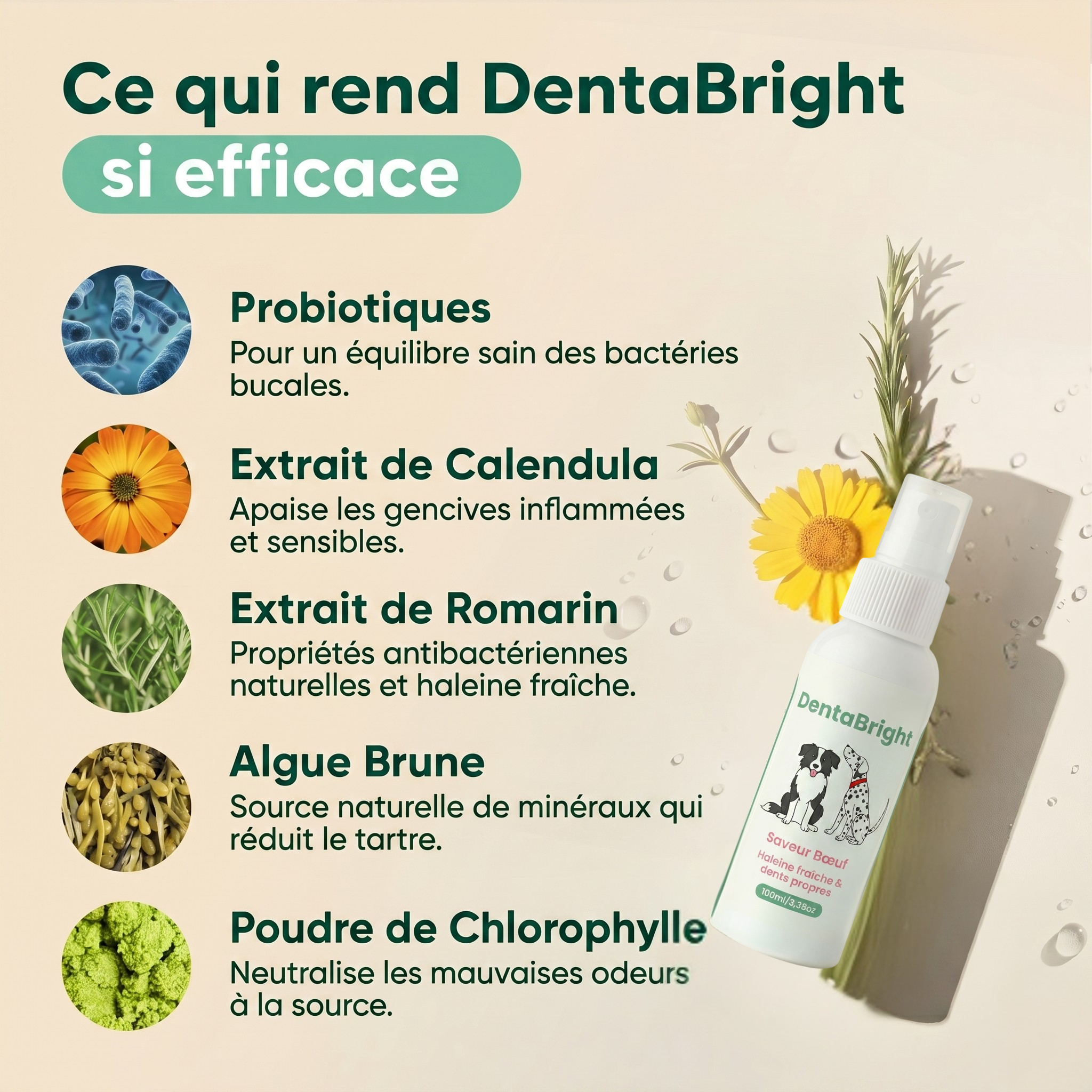 DentaBright