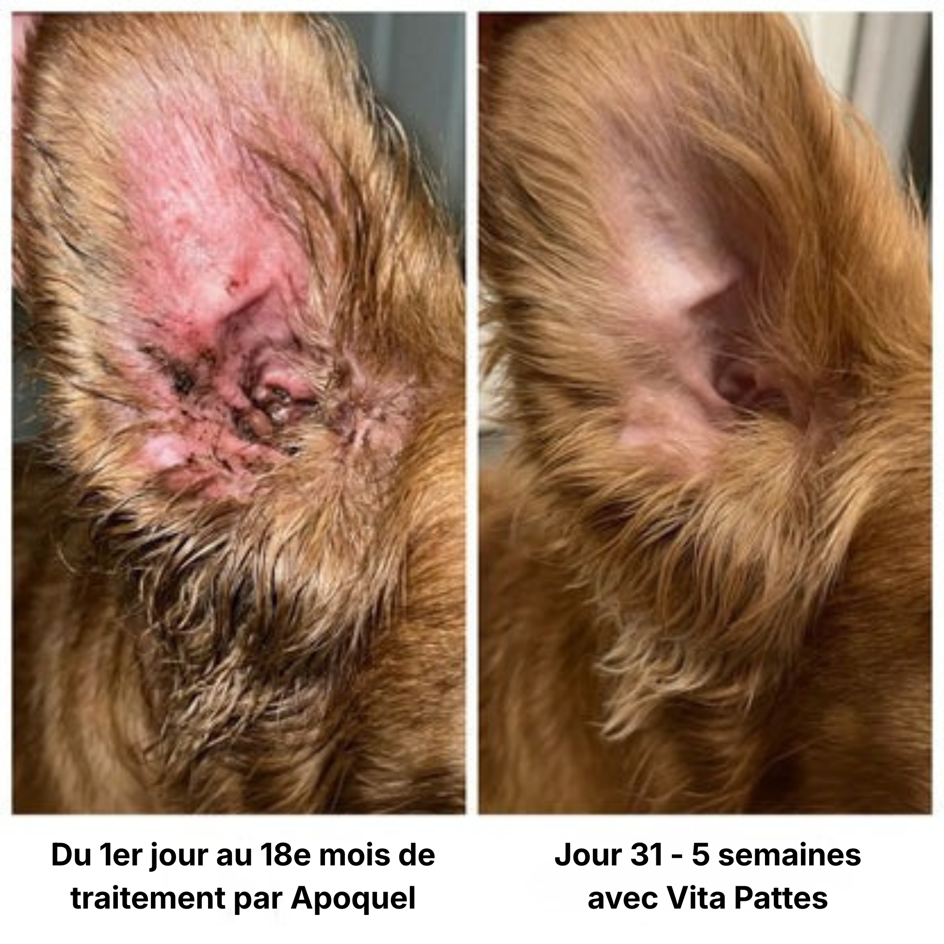 Vita Pattes Collagène