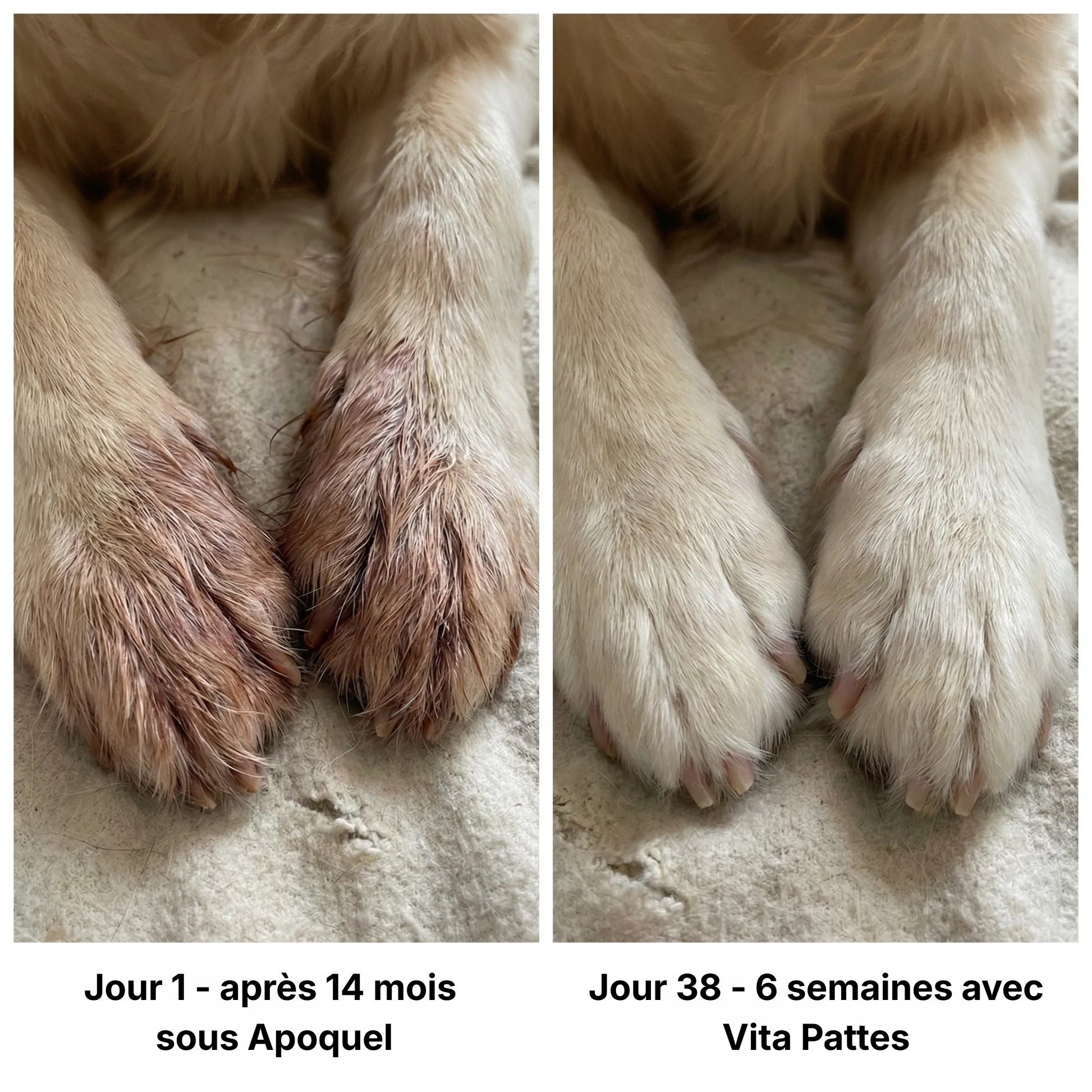 Vita Pattes Collagène