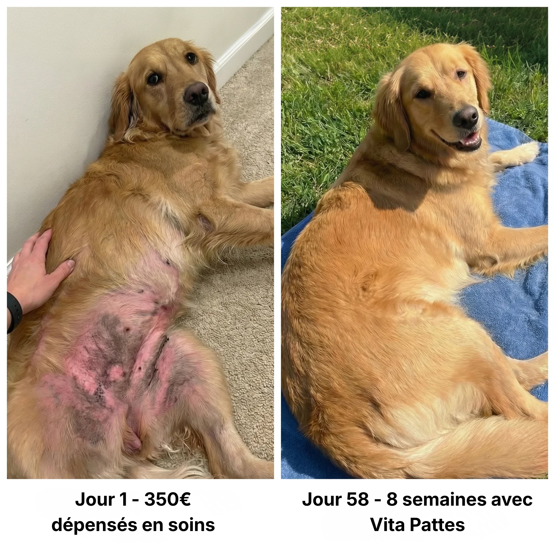 Vita Pattes Collagène